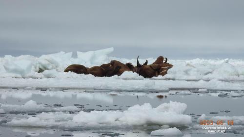 Walrus on ice near Gambell on Thursday, 18 May 2023. Photos courtesy of Clarence Irrigoo, Jr.