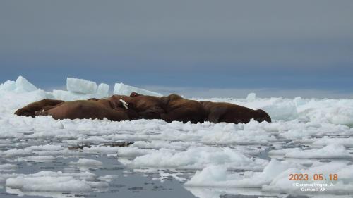 Walrus on ice near Gambell on Thursday, 18 May 2023. Photos courtesy of Clarence Irrigoo, Jr.
