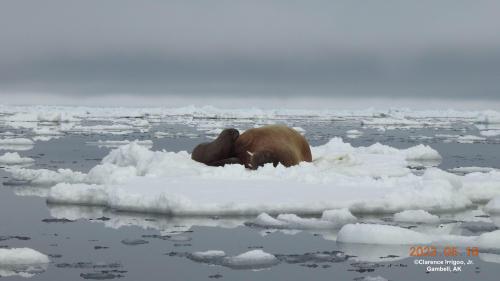 Walrus on ice near Gambell on Thursday, 18 May 2023. Photos courtesy of Clarence Irrigoo, Jr.