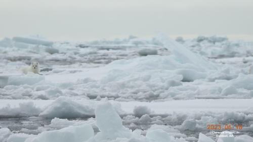 Arctic Fox on ice near Gambell on Thursday, 18 May 2023. Photos courtesy of Clarence Irrigoo, Jr.