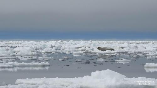 Bearded Seal on ice near Gambell on Thursday, 18 May 2023. Photos courtesy of Clarence Irrigoo, Jr.