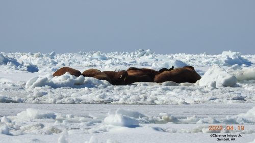 Walrus on ice near Gambell on Tuesday, 19 April 2022.