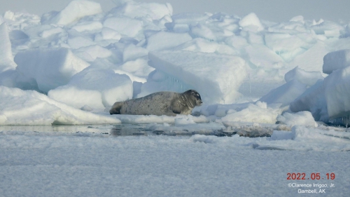 Young bearded seal near Gambell.