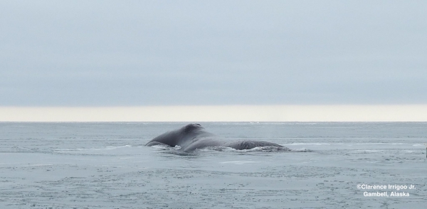 A Bowhead Whale surfaces near Gambell.