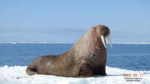 Walrus near Savoonga.