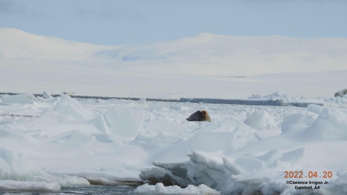 A Bearded Seal rests on the ice near Gambell on Wednesday, 20 April 2022.