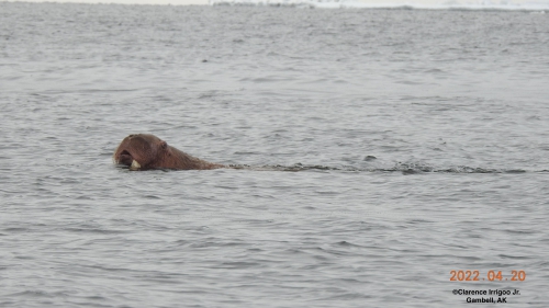 Walrus swimming near Gambell on Wednesday, 20 April 2022.