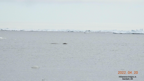 A bowhead whale surfaces near Gambell on Wednesday, 20 April 2022.
