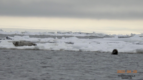 A Bearded Sea pup (on ice) and mother (in water) near Gambell on Wednesday, 20 April 2022.