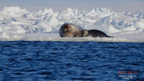 Bearded seal and pup near Gambell. Photo courtesy of Clarence Irrigoo, Jr. 