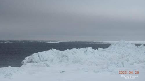 Update from Gambell: 23°NNE 30mph, tearing the big ice floe. Photo courtesy of Clarence Irrigoo, Jr.