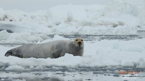 Bearded seal near Gambell.