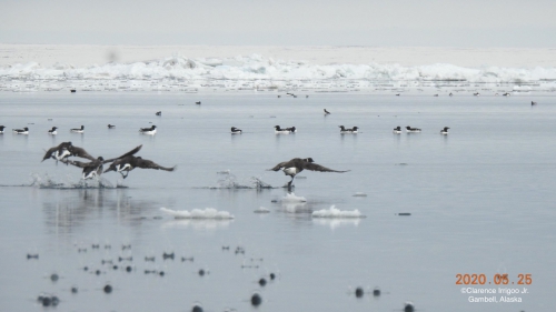 Nearshore ice near Gambell with a mixed flock of brant, murres, auklets, and puffins.