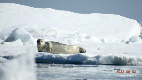 Seal on ice near Gambell.