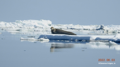 Seal on ice near Gambell.