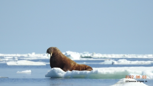 Walrus on ice near Gambell, AK.