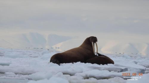 Walrus on ice near Gambell on Thursday, 4 May 2023. Photos courtesy of Clarence Irrigoo, Jr. 