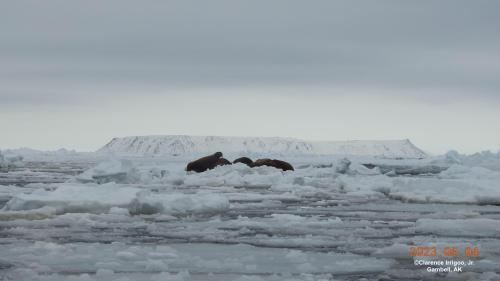 Walrus on ice near Gambell on Thursday, 4 May 2023. Photos courtesy of Clarence Irrigoo, Jr. 