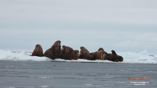 Walrus on ice near Gambell on Thursday, 4 May 2023. Photos courtesy of Clarence Irrigoo, Jr. 