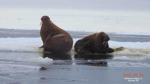 Walrus on ice near Gambell on Thursday, 4 May 2023. Photos courtesy of Clarence Irrigoo, Jr.  