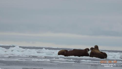 Walrus on ice near Gambell. Photos courtesy of Clarence Irrigoo, Jr.Walrus on ice near Gambell on Thursday, 4 May 2023. Photos courtesy of Clarence Irrigoo, Jr. 