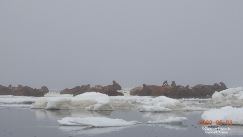 Male walrus near Savoonga.