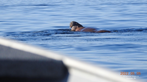 Walrus swimming near Gambell, AK.