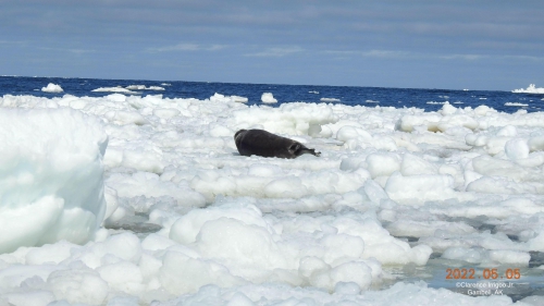 Seal on ice near Gambell, AK.