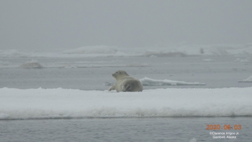 Young bearded seal on the ice near Savoonga.