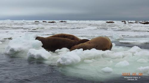 Walrus on ice near Gambell on Saturday, 6 May 2023. Photos courtesy of Clarence Irrigoo, Jr.