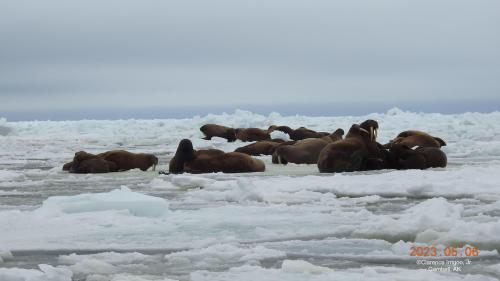 Walrus on ice near Gambell on Saturday, 6 May 2023. Photos courtesy of Clarence Irrigoo, Jr.