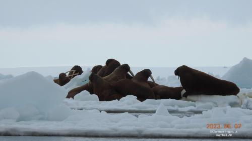 Walrus on ice near Gambell on Sunday, 7 May 2023. Photos courtesy of Clarence Irrigoo, Jr.