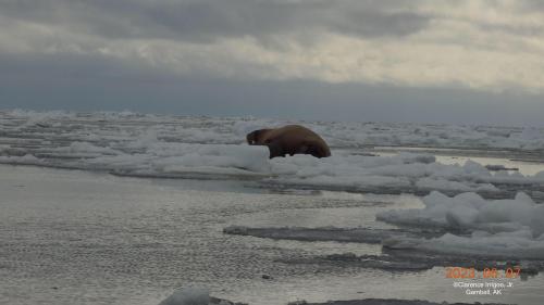 Walrus on ice near Gambell on Sunday, 7 May 2023. Photos courtesy of Clarence Irrigoo, Jr.