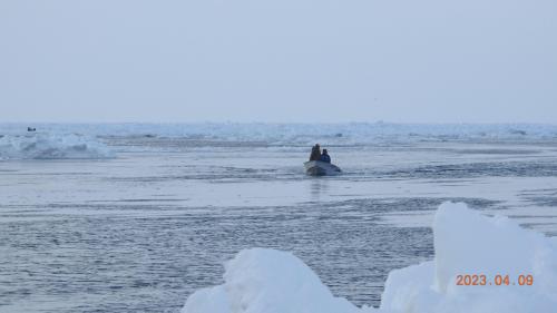 Boat towing a bearded seal near Gambell. Photo courtesy of Clarence Irrigoo, Jr.