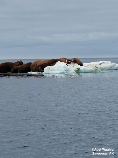 Walrus north of Savoonga - view 3.