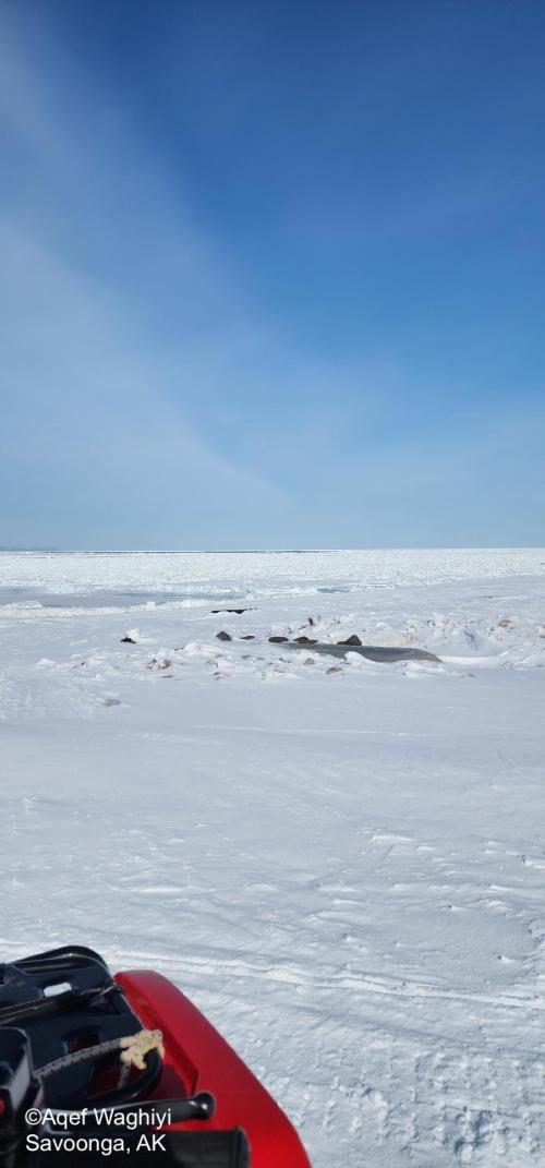 Sea ice and weather conditions in Savoonga - view 3. Photo courtesy of Aqef Waghiyi.