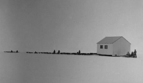 1964 photo of dogs moving a house.