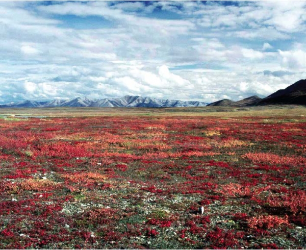Arctic terrestrial ecosystem