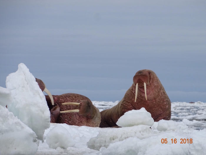  Walrus resting on ice in late spring of 2018. On 18 May, Clarence Irrigoo Jr. reported &quot;Very little ice left. Boats are harvesting walrus. Some went very far to the ice—up north 48 nautical miles—and some in the water.&quot; Photo courtesy of Clarence Irrigoo Jr., Gambell, Alaska.