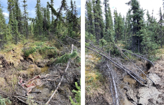 Figure 2. Left: a recently opened thermokarst pit with a moose carcass. Right: an area where upwelling shallow ground water is flowing through another thermokarst feature. Photos courtesy of Tom Douglas, US Army CRREL.