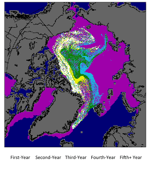 Figure 7. Sea ice age at the end of May, 2015. Figure courtesy of W. Meier, NASA Goddard, based on data from M. Tschudi, Univ. of Colorado. The colors correspond to ice age as follows: First-year ice (purple), 2nd year ice (light blue), 3rd year ice (green), 4th year ice (yellow), &gt;4th year ice (white).