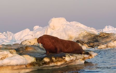 Walrus on ice near Cape Douglas.