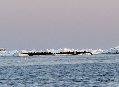 Herd of walrus near Cape Douglas.