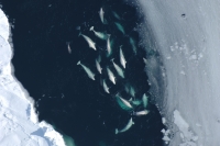 A major oil spill in ice filled Arctic waters would be harmful to species such as these beluga whales. Photo courtesy of ARCUS.