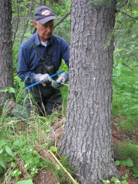 Sam Demientieff takes a core sample from a mature white spruce along the lower Yukon River in 2007. Photo courtesy of Claire Alix.