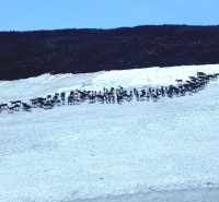  A herd of caribou crosses an ice patch. Photo courtesy of the Government of Yukon, Canada.