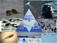 The Synthesis of Arctic Research (SOAR) provides a physics-to-whales ecosystem synthesis in the Pacific Arctic. Photos courtesy of K. Stafford, J. Craighead George, G. Divoky, C. Gelfman, R. Gradinger, B. Bluhm.