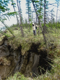 WHRC scientist Max Holmes peers over the edge of a bluff of permafrost – dense stores of soil carbon which contain high volumes of carbon. Photo courtesy of Sue Natali.