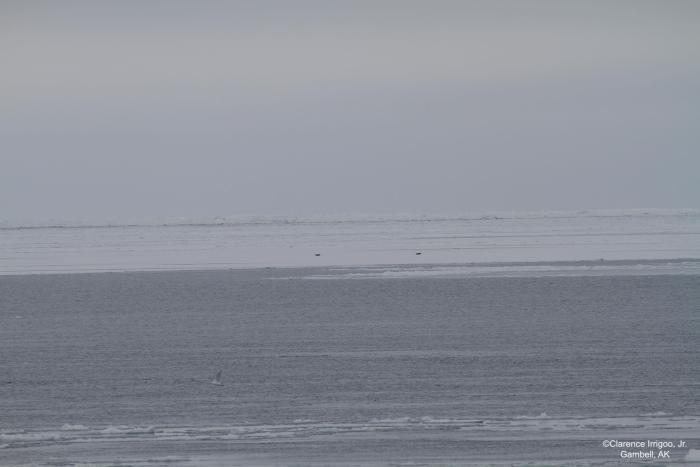 Weather and sea-ice conditions in Gambell - view 3. Photo courtesy of Clarence Irrigoo, Jr.