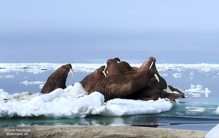 Sea ice and walrus near Shishmaref, AK. Photo courtesy of Curtis Nayokpuk.